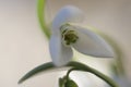 Colorful and uniquely beautiful photo of a snowdrop.