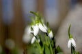 Colorful and uniquely beautiful photo of a snowdrop. Royalty Free Stock Photo