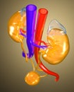 Colorful urinary female urinary tract, medically illustration