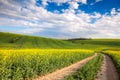 Colorful Valle - Yellow flowering fields and ground road overloo