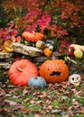 Colorful varied small and huge pumpkins and squash with some cute curved funny faces in the autumn garden.