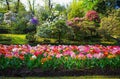 A colorful and variegate kinds of tulips flowers.