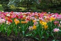 A colorful and variegate kinds of tulips flowers.