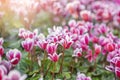 The colorful variegated cyclamen flowers in the garden