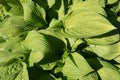 Colorful variegated green hosta leaves. Fragrant plantain lily. The horizontal background of hosta plantaginea bush for