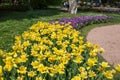 Colorful and variegated tulips flowers in the botanical garden of Villa Taranto in Pallanza, Verbania, Italy. Royalty Free Stock Photo