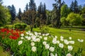 Colorful and variegated tulips flowers in the botanical garden of Villa Taranto in Pallanza, Verbania, Italy. Royalty Free Stock Photo