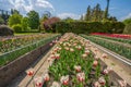 Colorful and variegated tulips flowers in the botanical garden of Villa Taranto in Pallanza, Verbania, Italy. Royalty Free Stock Photo