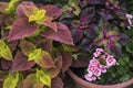 Coleus plants and hostas in summer Royalty Free Stock Photo