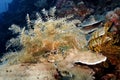 Colorful variety of corals. In the foreground is a soft coral Royalty Free Stock Photo