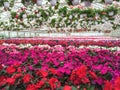 Colorful variety of flowers in a garden center