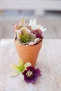 Colorful variety of beautiful white and pink hellebore flowers in rustical ceramic pot