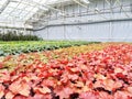 Colorful variety of plants in a garden center