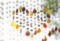 Colorful and variety seashells