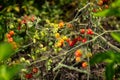 Colorful variety of wild tomatoes on the vine of a small tomato tree in the garden. Royalty Free Stock Photo