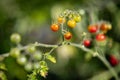 Colorful variety of wild tomatoes on the vine of a small tomato tree in the garden. Royalty Free Stock Photo