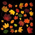 Colorful various fall leaves abstract composition Royalty Free Stock Photo