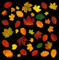 Colorful various fall leaves abstract composition isolated on black Royalty Free Stock Photo