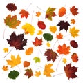 Colorful various fall leaves abstract composition isolated Royalty Free Stock Photo