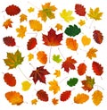 Colorful various fall leaves abstract composition isolated on white Royalty Free Stock Photo