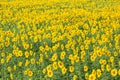 Colorful and vast sunflowers field