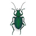 Colorful vector drawing of Ground beetle. Royalty Free Stock Photo