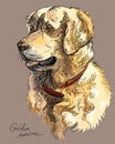 Colorful Vector Golden retriever Royalty Free Stock Photo