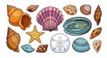 Colorful Vector Illustration of Assorted Seashells and Starfish on White Background Royalty Free Stock Photo