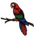 A colorful vector illustration of a parrot Ara