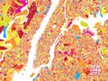 Colorful vector map of New York City