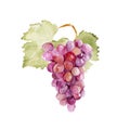 Colorful vector watercolor illustration of ripe pink grape with green leaves isolated on white background. Bunch of fresh grape