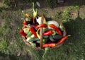 Colorful vegetables basket Royalty Free Stock Photo