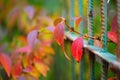 Colorful vegetation in Autumn season Royalty Free Stock Photo