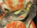 Colorful ventral closeup Pink-belly Short-necked or red-bellied side-necked Turtle, Emydura subglobosa Royalty Free Stock Photo