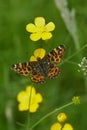 Colorful vertical closeup on the Map butterfly, Araschnia levana, sitting on a yellow buttercup flower Royalty Free Stock Photo