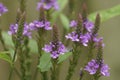 Colorful vertical closeup on the colorful purle flowers of the American Blue Vervain herp or swamp verbena hastata Royalty Free Stock Photo