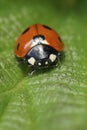 Colorful vertical closeup shot on a seven-spot ladybird, Coccinella septempunctata, on a green leaf