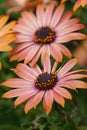 Colorful vertical closeup on two Cape marguerite, African daisy , Dimorphotheca ecklonis Royalty Free Stock Photo