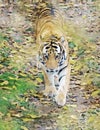Colorful watercolor of a tiger walking down a jungle trail Royalty Free Stock Photo