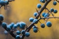 Bright and colorful autumn landscapes.Autumn blue turn.