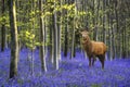 Colorful Vibrant Bluebell landscape in Spring beech tree forest