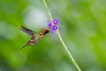 Tropical and exotic Tufted Coquette hummingbird feeding on a single flower