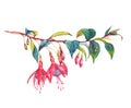 Colorful vibrant pink fuchsia branch