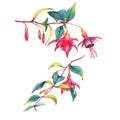 Colorful vibrant pink fuchsia branches Royalty Free Stock Photo