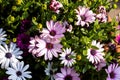 A colorful and vibrant portrait full of african daisy flowers of the type soprano light purple. The flowers are lit by sunlight