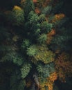 Colorful and vibrant scenery seen from a drone above the forest.