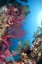 Colorful and vibrant tropical reef scene.