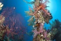 Colorful and vibrant tropical reef scene.