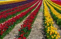 Beautiful Tulip Field Scenic Landscape Spring Background With Colorful tulips Royalty Free Stock Photo
