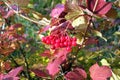 Colorful viburnum bush with red berries on branch in autumn Royalty Free Stock Photo